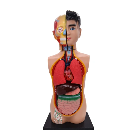 Модель «Торс человека», 65 см